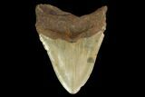 Fossil Megalodon Tooth - North Carolina #147782-1